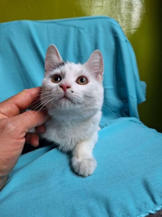 Стерилизованная чёрно-белая котенок девочка ищет дом! Котята в хорошие