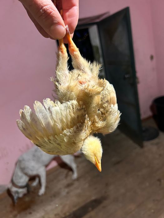 Pintinhos com 28 dias