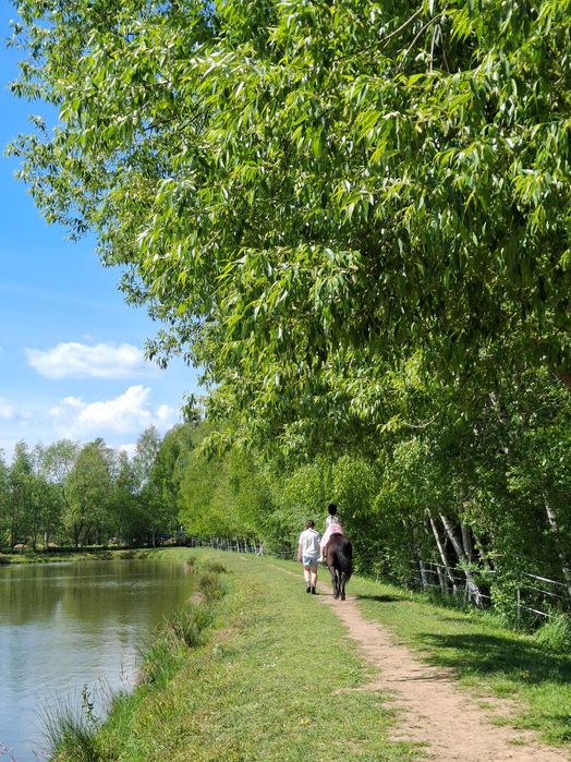 Klacz huculska do rekreacji