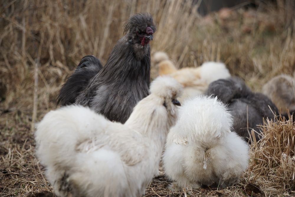 Silka. Kura jedwabista jajka lęgowe