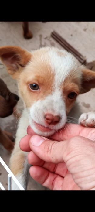 Цуцики 1,5 міс будуть невеличкими