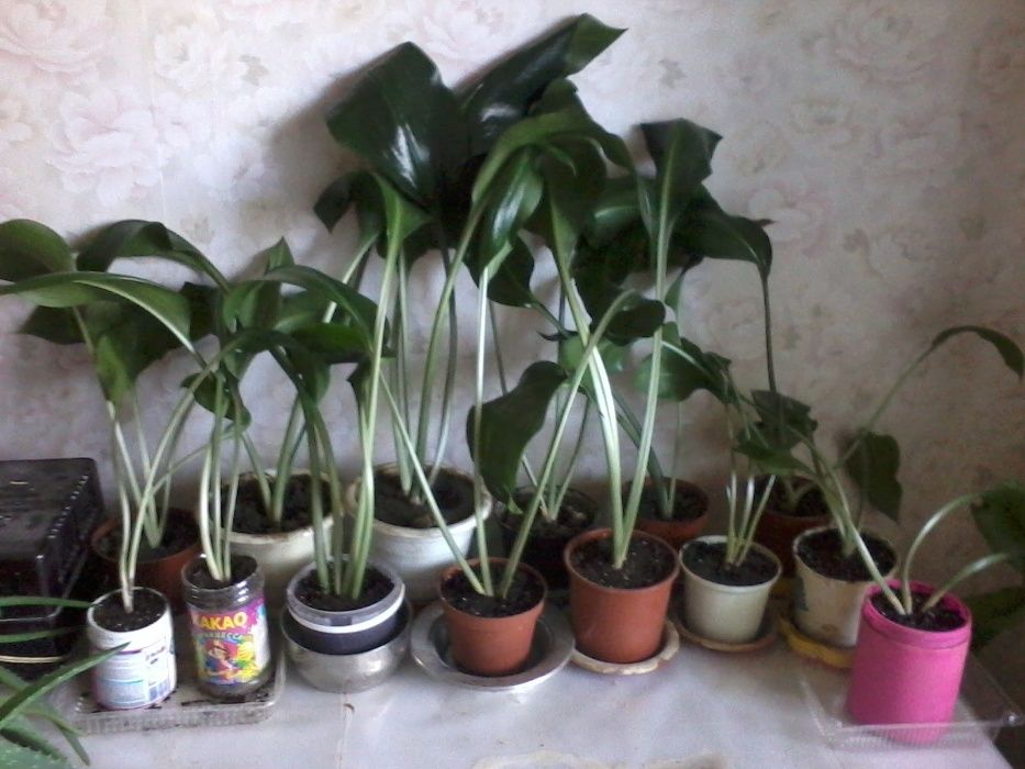 Продам цветы комнатные