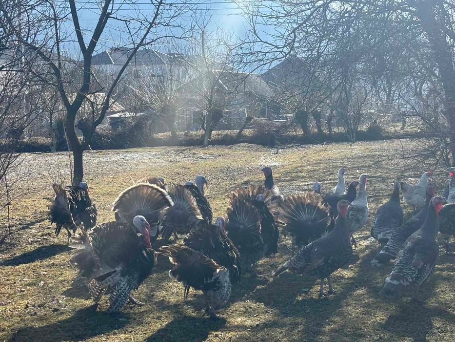 Продам молодих індиків