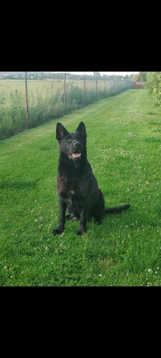 Owczarek niemiecki linia użytkowa