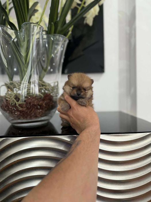 Spitz Alemão Anão/ou Lulu da Pomerânia  LARANJA  com   LOP e AFIXO