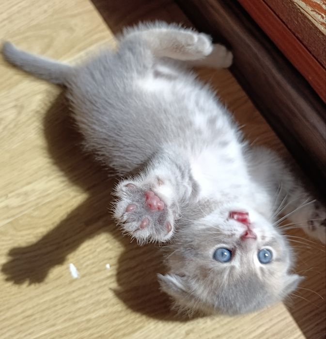 Ексклюзивне шотландське висловухе кошеня — Блакитне Золото!