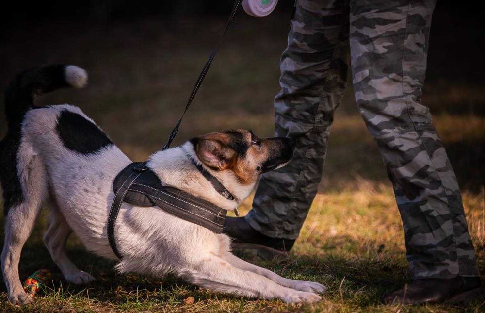 Kajtek porzucony szuka domu grzecznościowo -aktualne