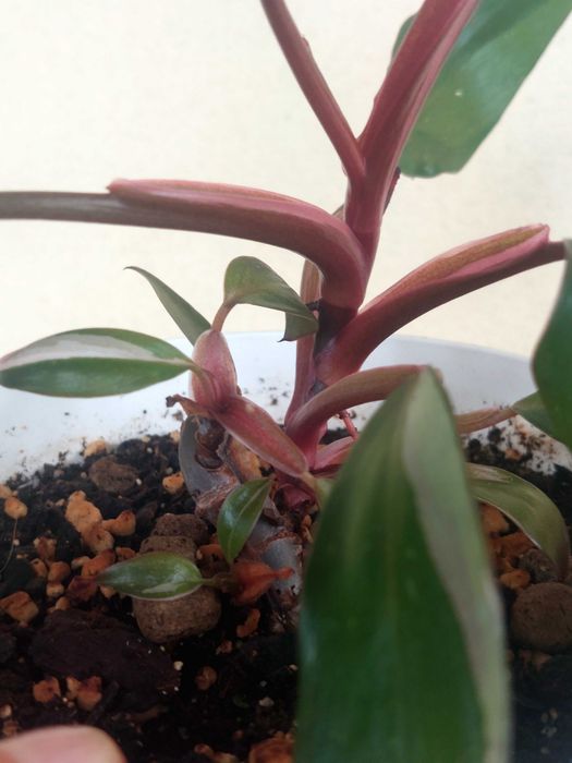 Planta Philodendron Pink Princess