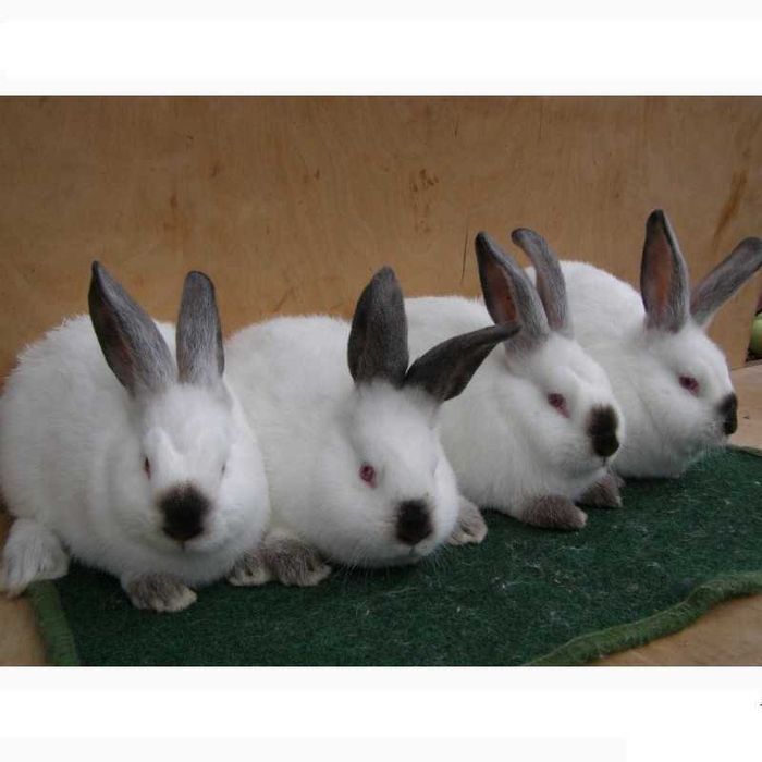 Кролики каліфорнійці, панон, шиншила