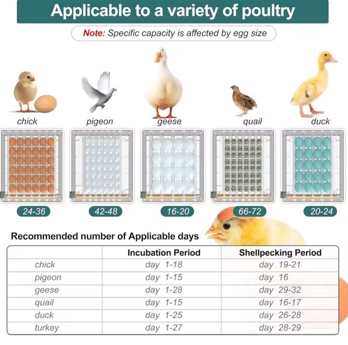 Chocadeira automática 36 ovos