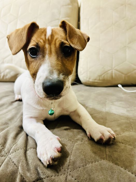 Цуценя Джек рассел красуня дівчинка!