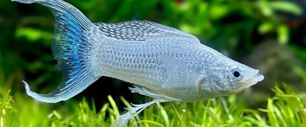 Molinezja ostrousta lirowa srebrna - Poecilia sphenops - dowóz