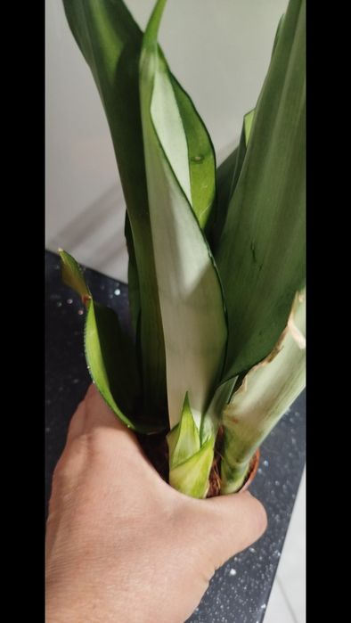Sansevieria moonshine rozeta x5