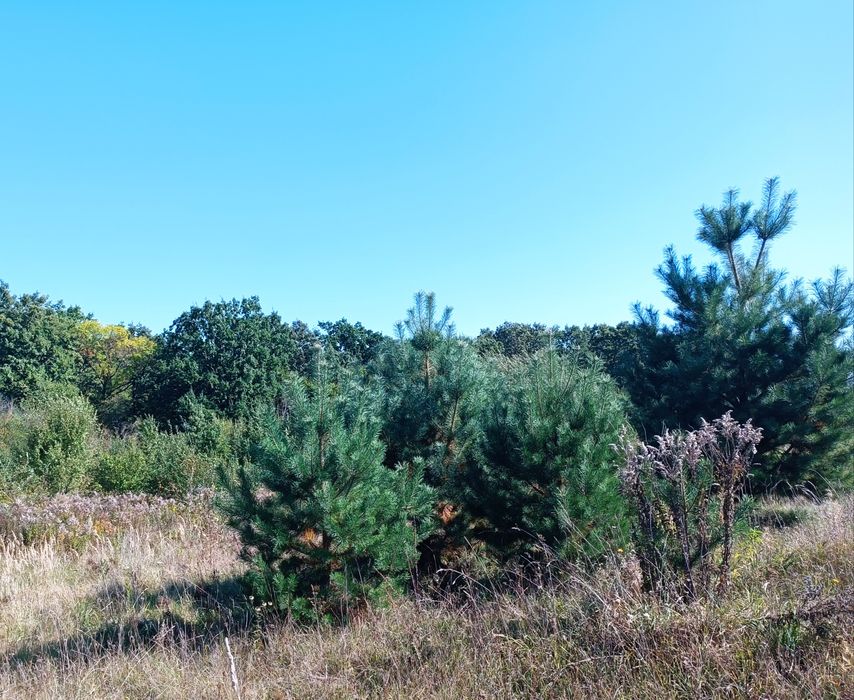 Продаж ділянок біля лісу