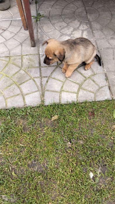 Oddam psinki w dobre ręce