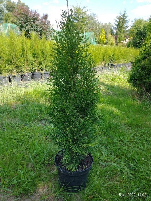 Tuja szmaragd 60-80 cm