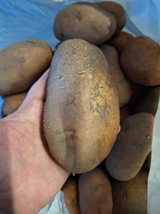 Картопля Слав'янка 14 грн