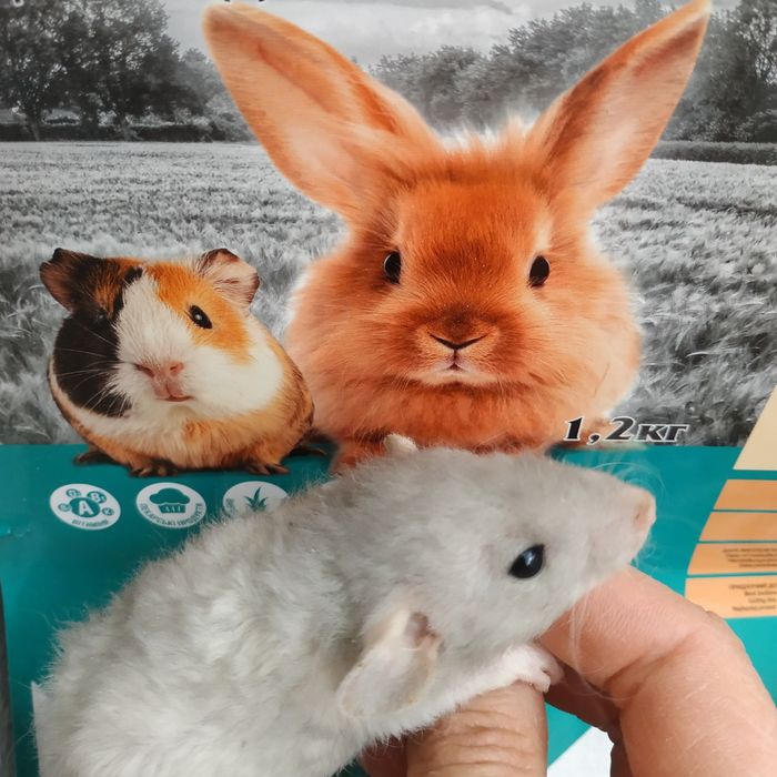 Крыски крысята разные животные грызуны крыса криса щур пацюки свинки х