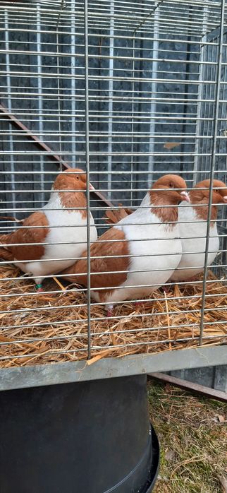 Strasser Strassery samice