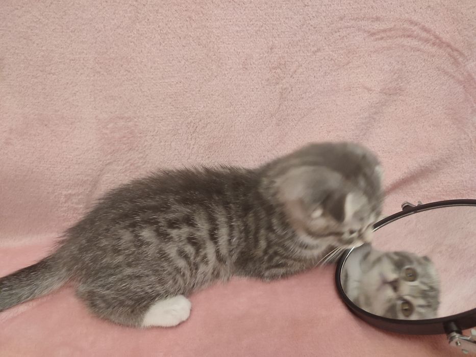 Скотіш фолд, 2міс. хлопчик