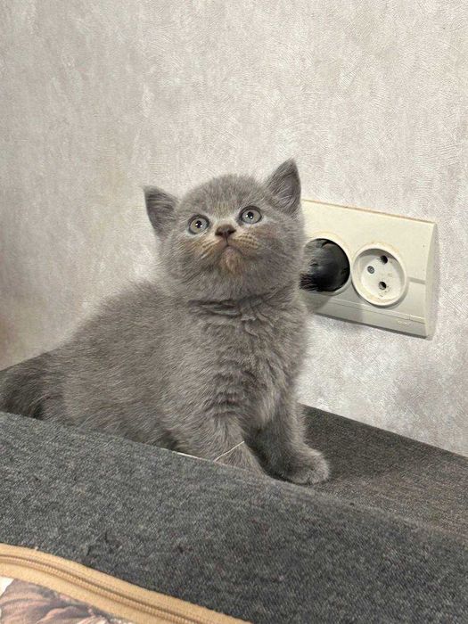 Шотландські котята