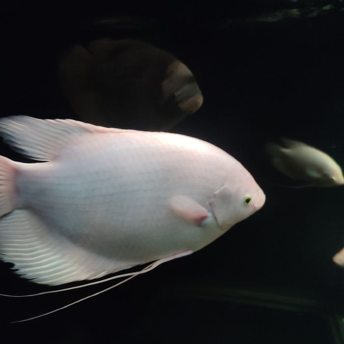 GURAMI Olbrzymie albino gold