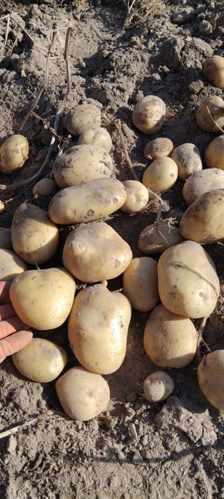 Ziemniaki z uprawy ekologicznej