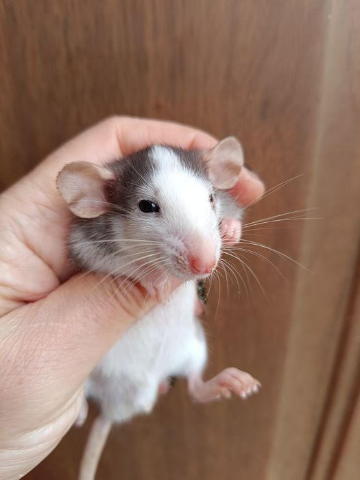 Щурики Дамбо і стандарт