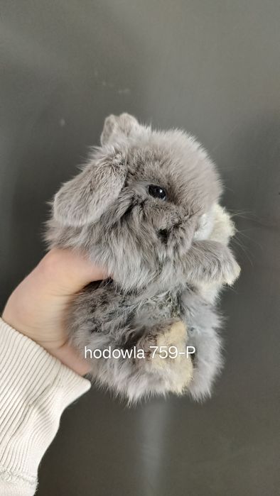 Mini lop króliki karzełek miniaturka baranek hodowla