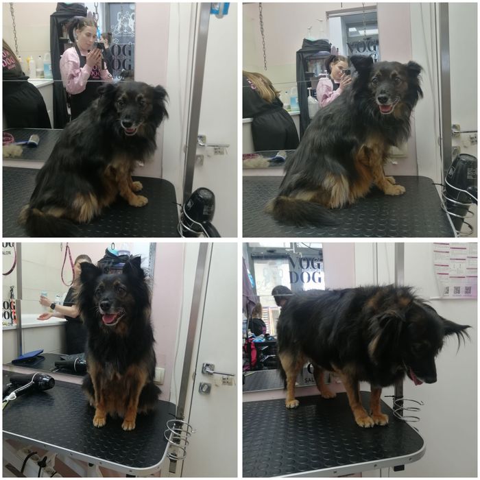 Грумер початківець шукаю моделей для стрижки