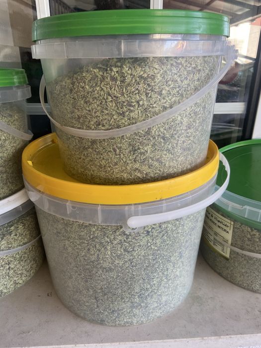 Oregãos apanhados Tradicionalmente