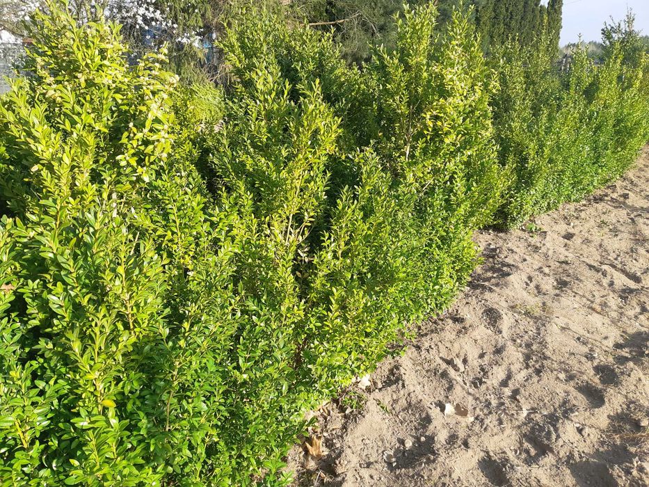 Sprzedam bukszpan, sadzonki bukszpana.