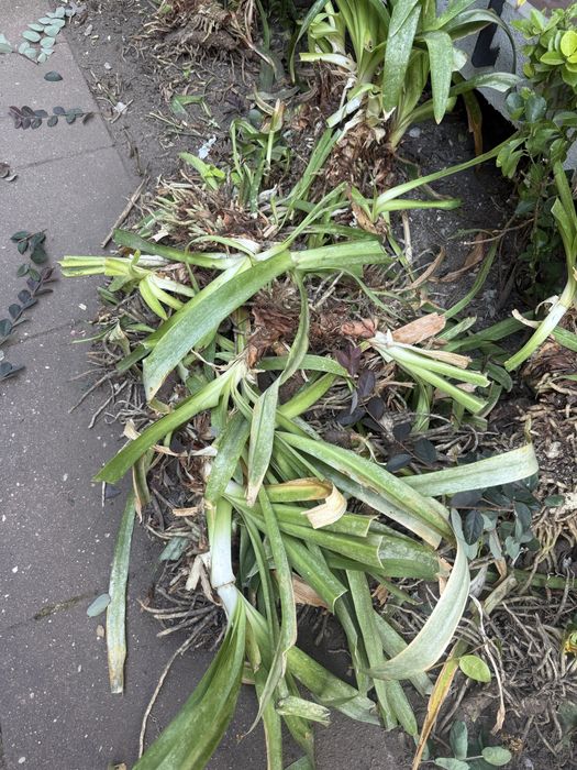 Mudas de Agapanthus lilás