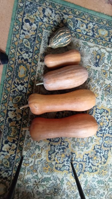 Домашние гарбузы