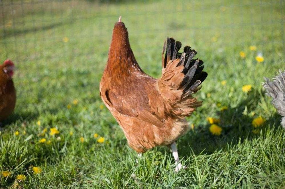 Kurka nioska na jajko Tetra odchowana