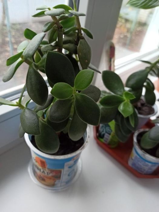 Грошове   дерево