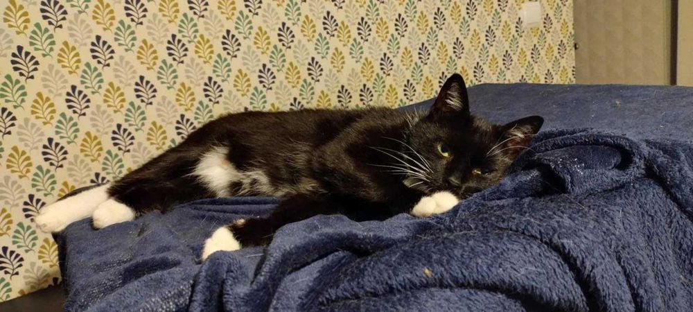 Kotka Alka szuka domku