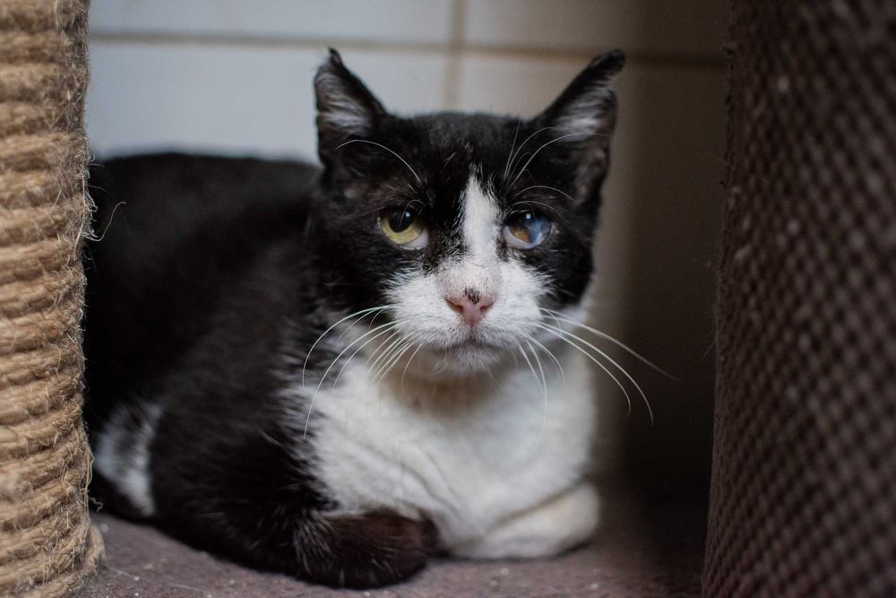 Kot Pirat szuka doświadczonego opiekuna