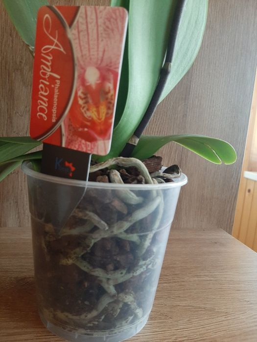 ОрхідеяІ    орхідея