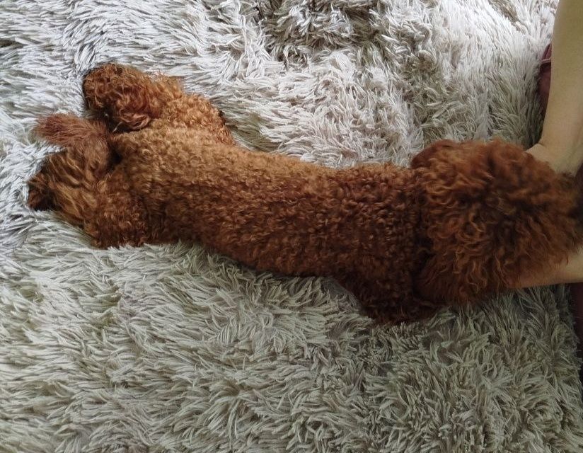 В'язка Той Пудель ред браун