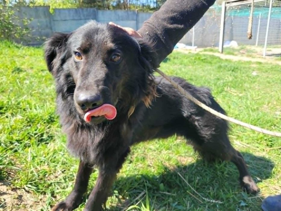 Piękny MANGO w typie flat coated retrievera szuka domu !! Do adopcji !!