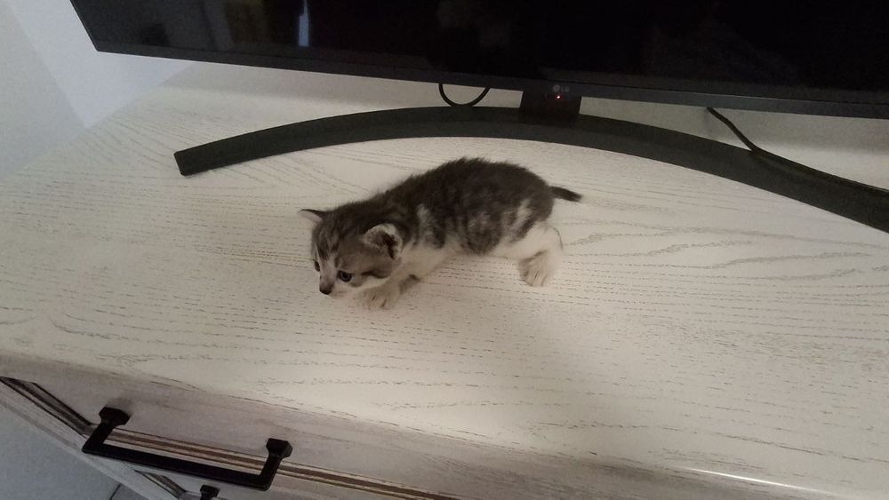 Кошенята,віддам в добрі руки