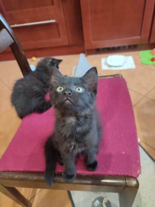Oliwka do adopcji!