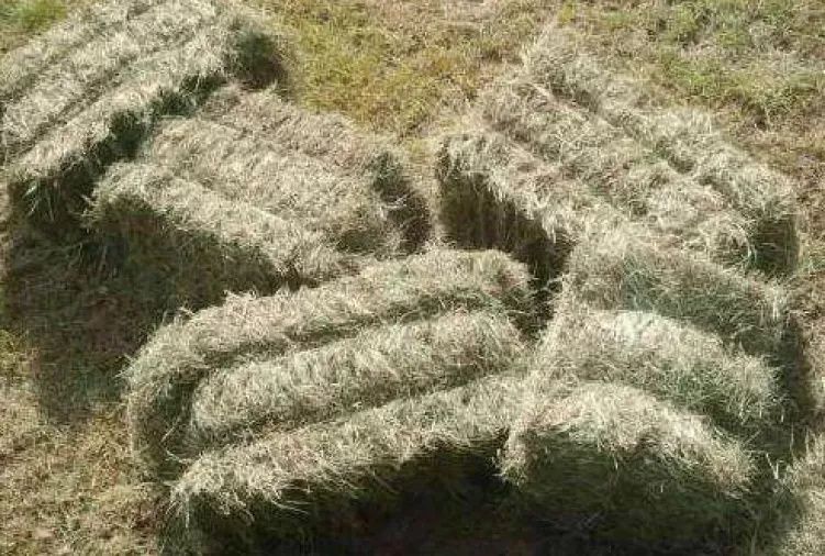 Siano,słoma pszenna i owsiana w kostkach, króliki