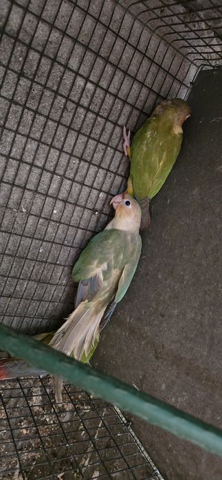 Pyrrhura Pineapple Casal