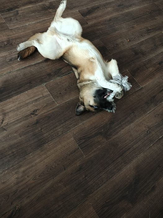 7 miesięczny piesek