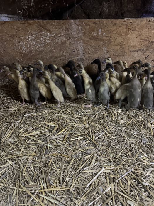 Kaczki biegusy 3 tyg