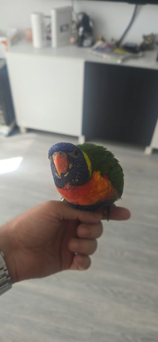 Vendo Loris Molucanos