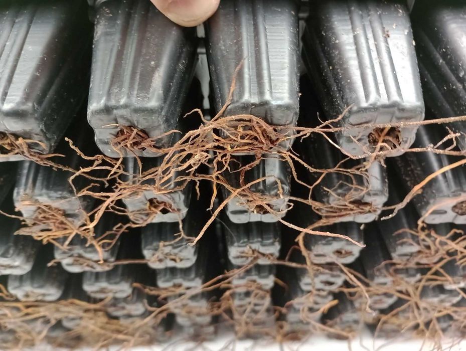 Planta Prunus Laurocerasus Novita para venda em placas múltiplas