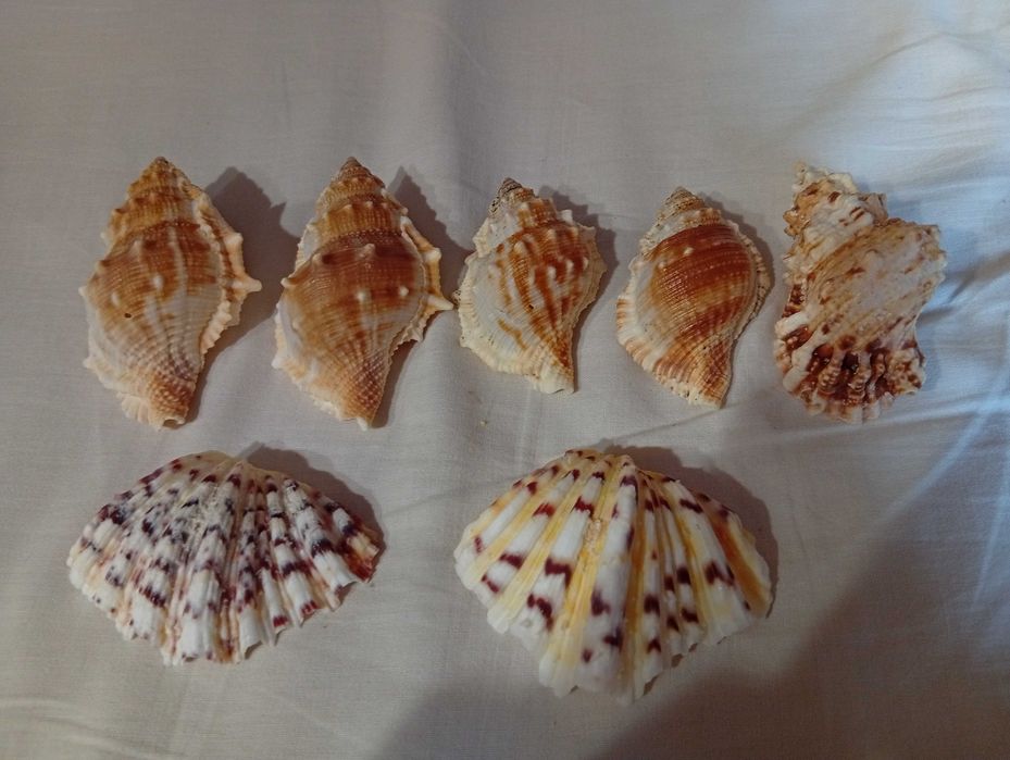 аквариум декор раковины морские разные